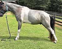 spotted-saddle-horse