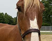 17-hand-belgian-mare