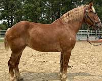 sorrel-belgian-mare