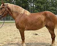 sorrel-mare-for-sale