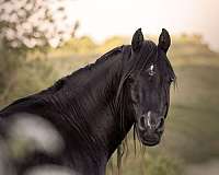 15-hand-arabian-stallion