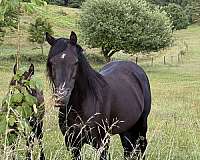 15-hand-arabian-horse