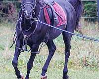 15-hand-stallion