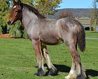 hind-right-white-sock-horse