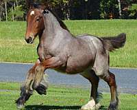 bay-roan-hind-right-white-sock-horse