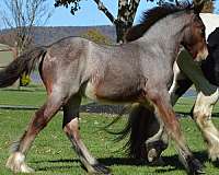 bay-roan-tiny-white-star-horse