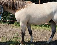 all-around-quarter-horse