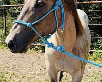 barrel-quarter-horse