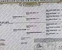 barrel-racing-quarter-horse