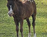 half-strip-horse