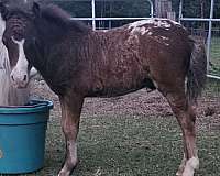 bay-half-strip-horse