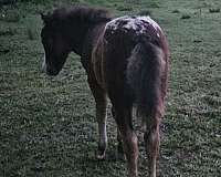 bay-white-muzzle-horse
