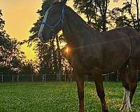 show-belgian-draft-horse