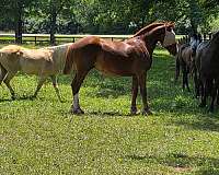 anything-belgian-horse