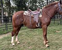 blue-belgian-horse