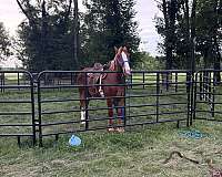 brown-white-belgian-draft-gelding