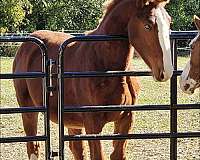 brown-white-finished-horse