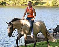 athletic-quarter-horse