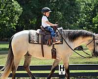 flashy-quarter-horse