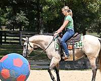 all-around-quarter-horse