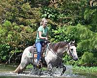 western-quarter-horse