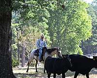 beginner-quarter-horse