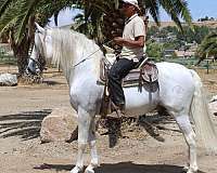 all-around-andalusian-horse