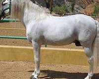 athletic-andalusian-horse