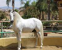 classical-andalusian-horse