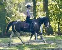 sport-pony-paint