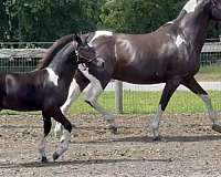 pinto-pony-paint