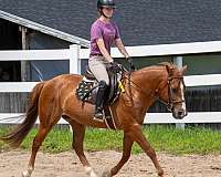 quarter-pony-gelding