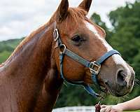 quarter-pony-for-sale