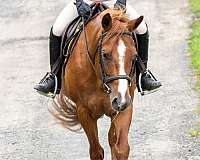 quarter-pony