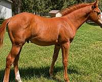 blaze-face-horse