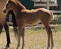 red-dun-blaze-face-horse