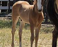 athletic-quarter-horse