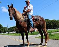 mt-horse-gelding