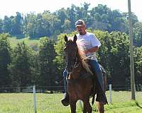 field-trial-horse-gelding