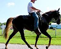 spotrt-horse-gelding