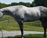 all-around-quarter-horse