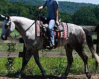 beginner-quarter-horse