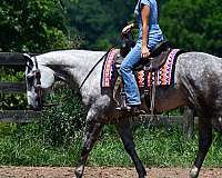 drill-team-quarter-horse