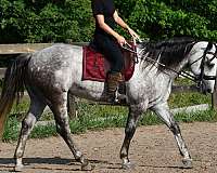 english-pleasure-quarter-horse