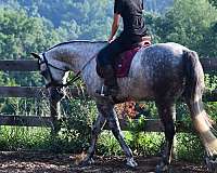 experienced-quarter-horse
