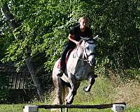 finished-quarter-horse