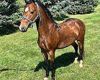 modern-shetland-gelding