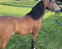 classic-shetland-pony