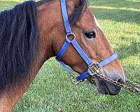 modern-shetland-pony