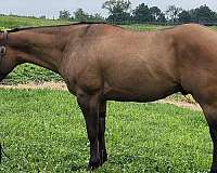 beginner-quarter-horse